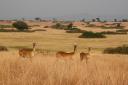 Uganda Kobs in fraai savanne landschap