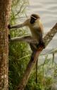 Vervet monkey ofwel de groene meerkat