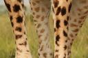 Giraffe-benen