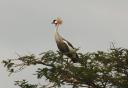 Kroonkraanvogel
