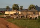 Zebra's rondom de banda's in Kidepo
