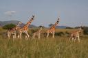 Giraffen in Kidepo NP
