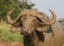 Buffel na modderbad