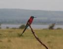 Carmine Bee-eater
