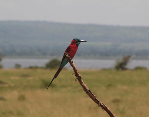 Carmine Bee-eater