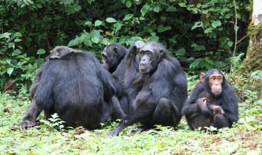 Chimpansees in Budongo Forest