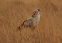 Secretarisvogel
