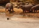 De enige gnoe die de Mara rivier oversteekt