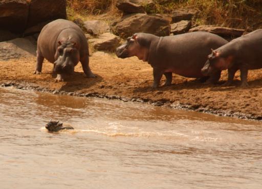 De enige gnoe die de Mara rivier oversteekt