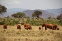 Rode olifanten in Tsavo