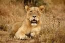 Man-eating lion in Tsavo