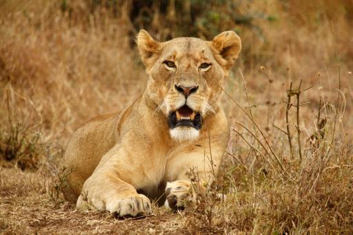 Man-eating lion in Tsavo