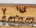 Olifanten op weg naar water in Tsavo