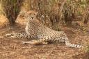 Cheetah in Masai Mara