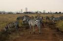 Zebra's in Nairobi NP