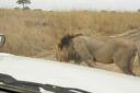 Close encounter in Nairobi NP