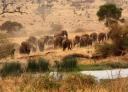 Aanstormende kudde olifanten in Tsavo