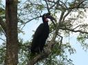 Hornbill in de boom....