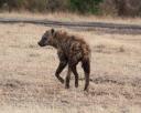 Hyena in Masai Mara