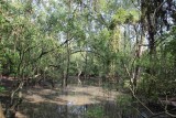 mangrove onder water