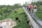 SL Verblijf Maleise beren