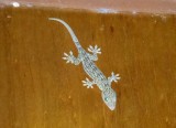 Kinab. Night walk forest gecko_