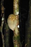 Kinab. Nightwalk tarsier_