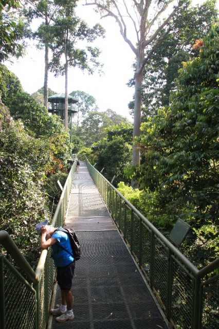 Treetop walk