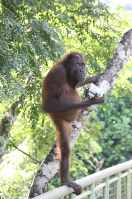 Orang oetan met blikje