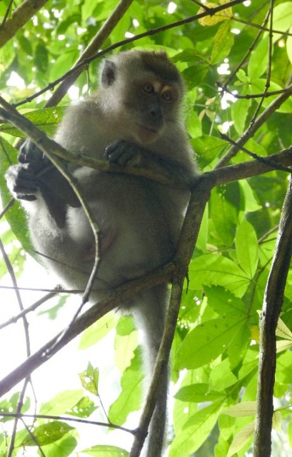 Long-tailed Macaque