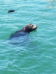 Zeehond Morro Bay