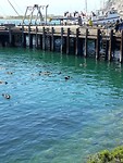 Zeeotter nurserey Morro Bay