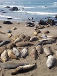 Zeeolifanten bij San Simeon