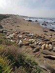 Zeeolifanten bij San Simeon