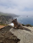 Squirrel near Bixby Bridge