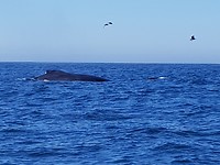 Bultrug walvis