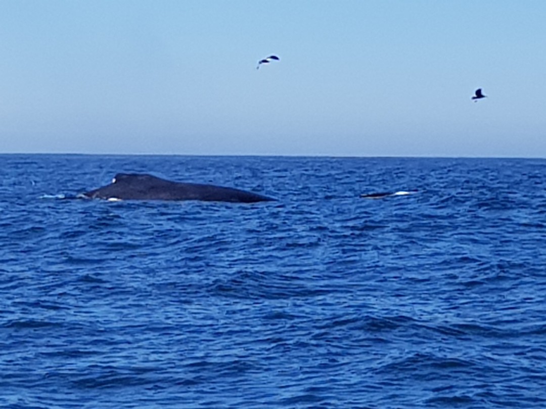 Bultrug walvis