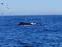 Bultrug walvis