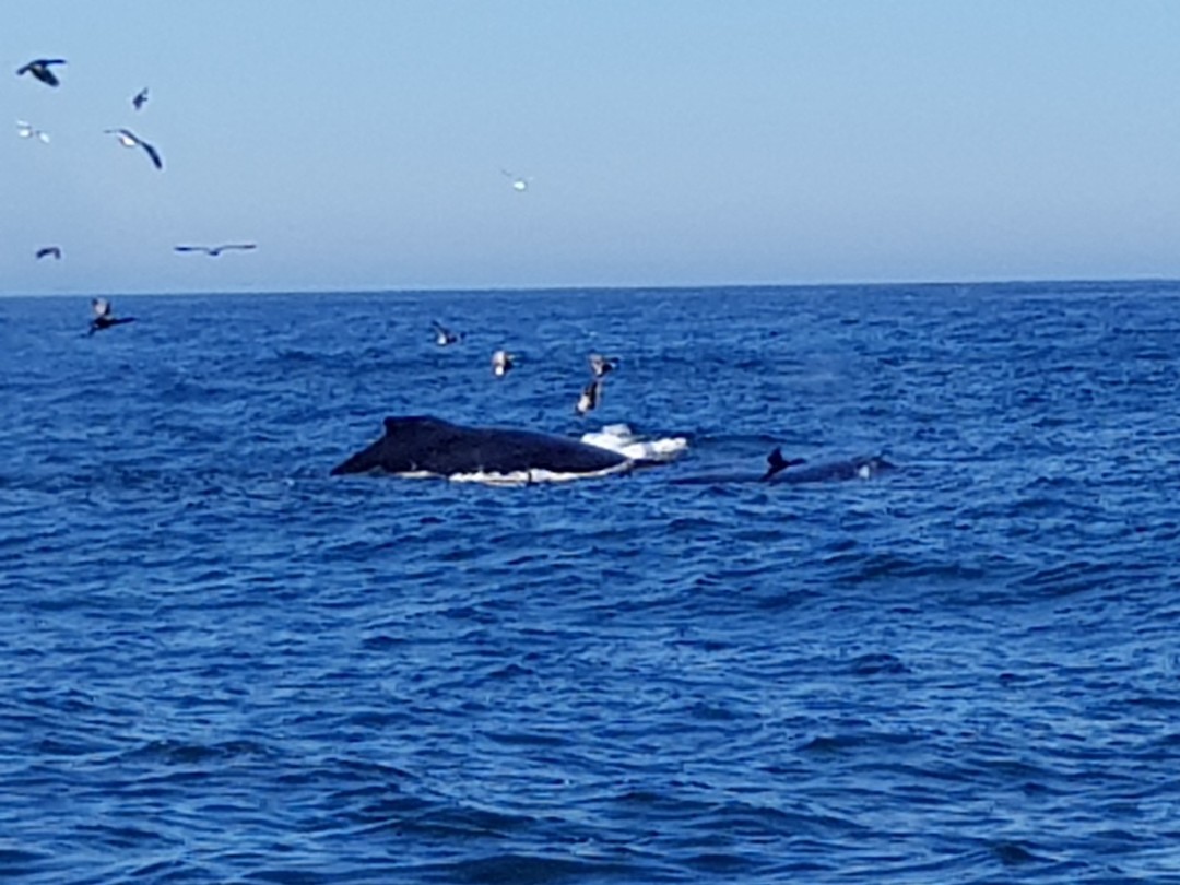 Bultrug walvis
