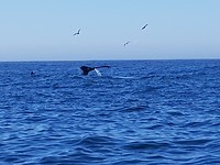 Bultrug walvis gaat duiken