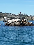Zeeleeuwen op pier Monterey