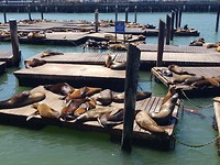 Zeeleeuwen bij pier 39