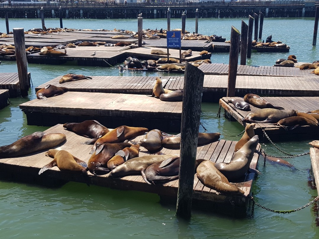 Zeeleeuwen bij pier 39