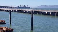 De zeeleeuwen bij pier 39. San Francisco