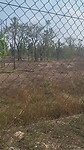 Een van de tijger verblijven, gered uit Phuket zoo