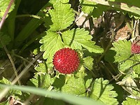 EB5C4C91-7974-4FAE-8FC4-885EB742C9EC