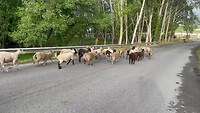 21. Schapen drijven Lugo