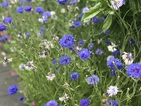 Korenbloemen