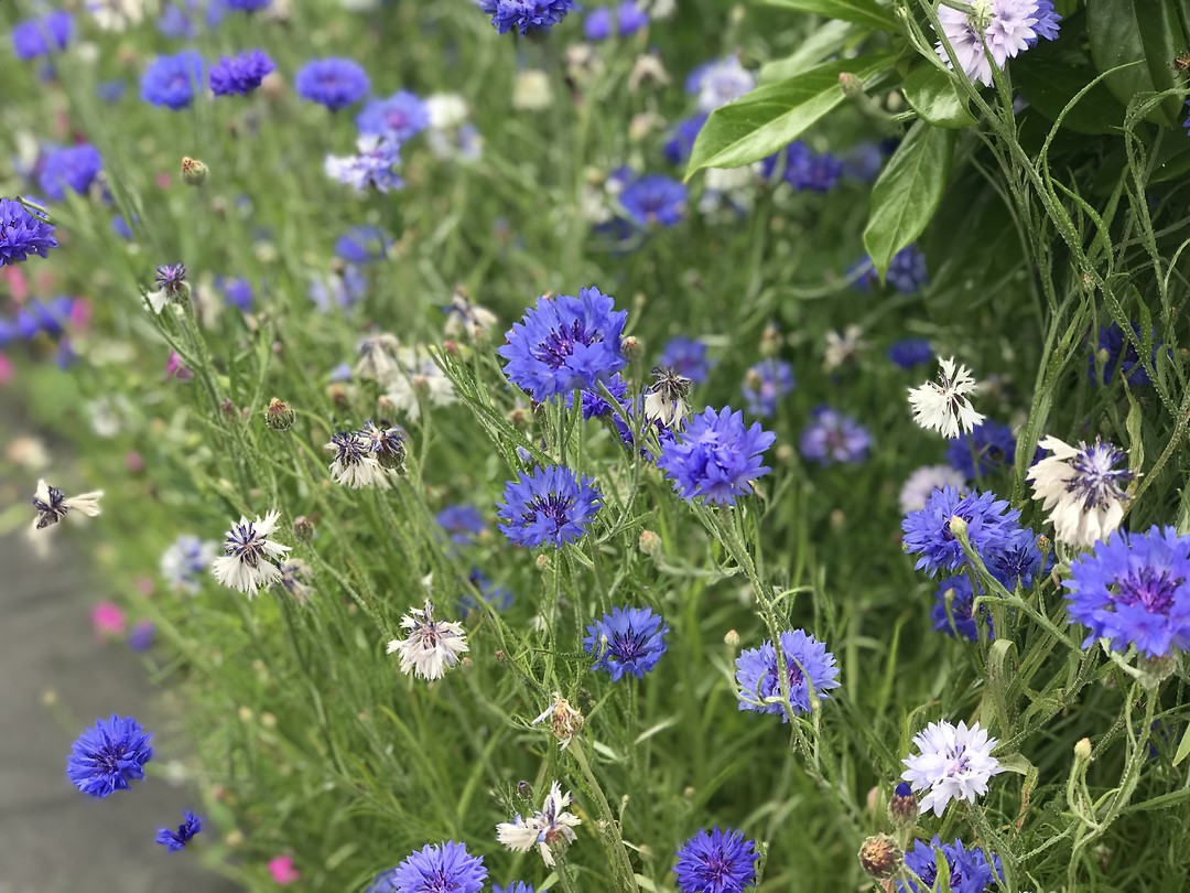 Korenbloemen