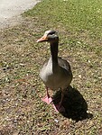 Deze gans wilde ons broodje